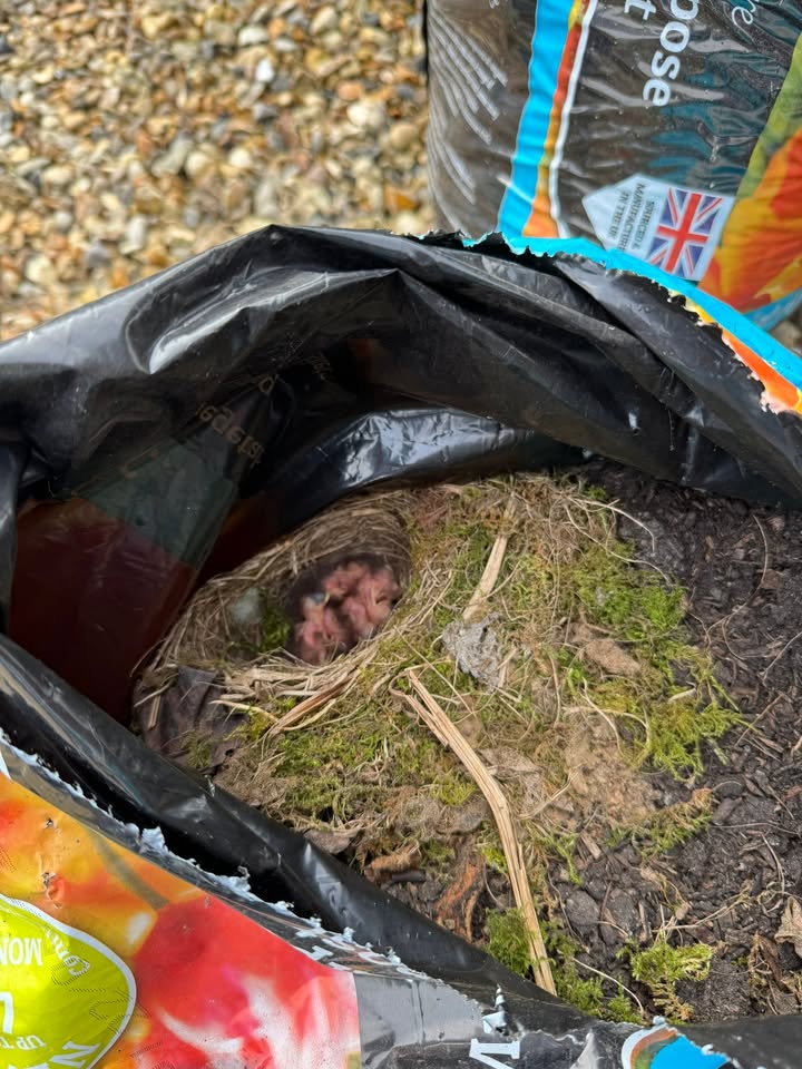 The Mabel Rose Day Centre, Norfolk
